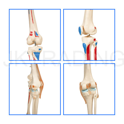 180cm Life-Size Skeleton with Muscles & Ligaments for medical and anatomy education
