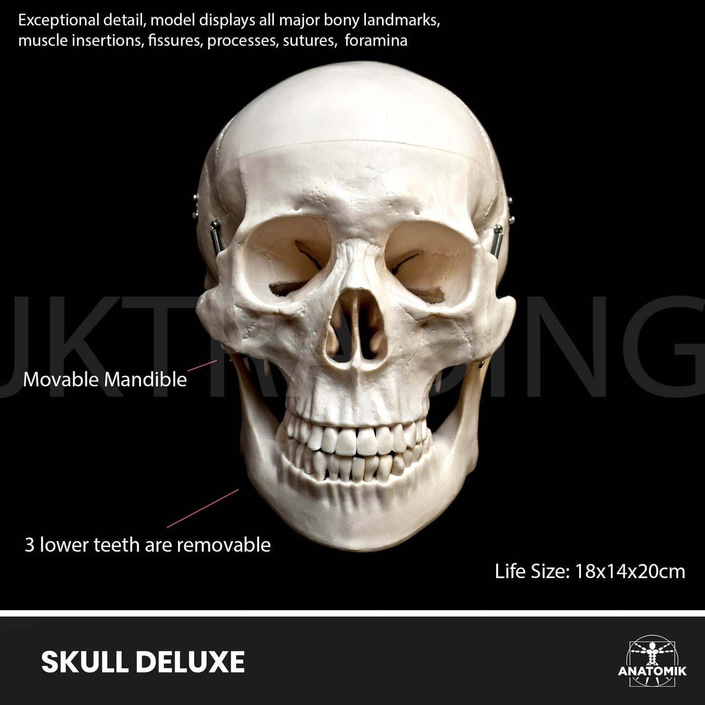 Deluxe Human Skull Anatomy Model for medical and anatomy education