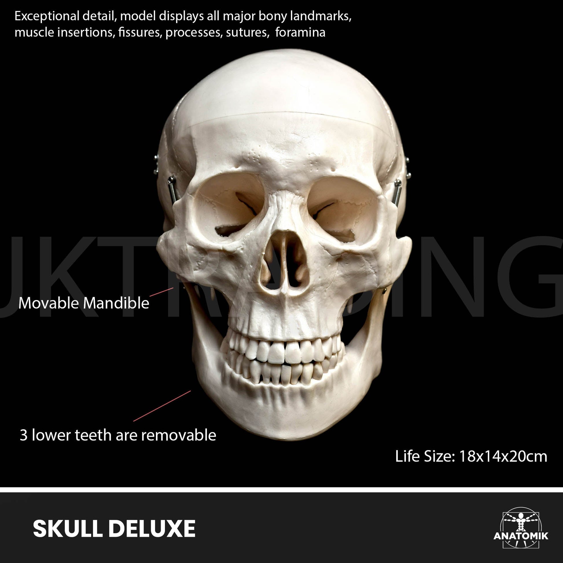 Deluxe Human Skull Anatomy Model for medical and anatomy education