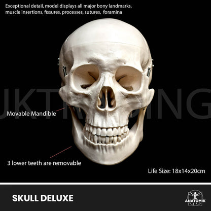 Deluxe Human Skull Anatomy Model for medical and anatomy education