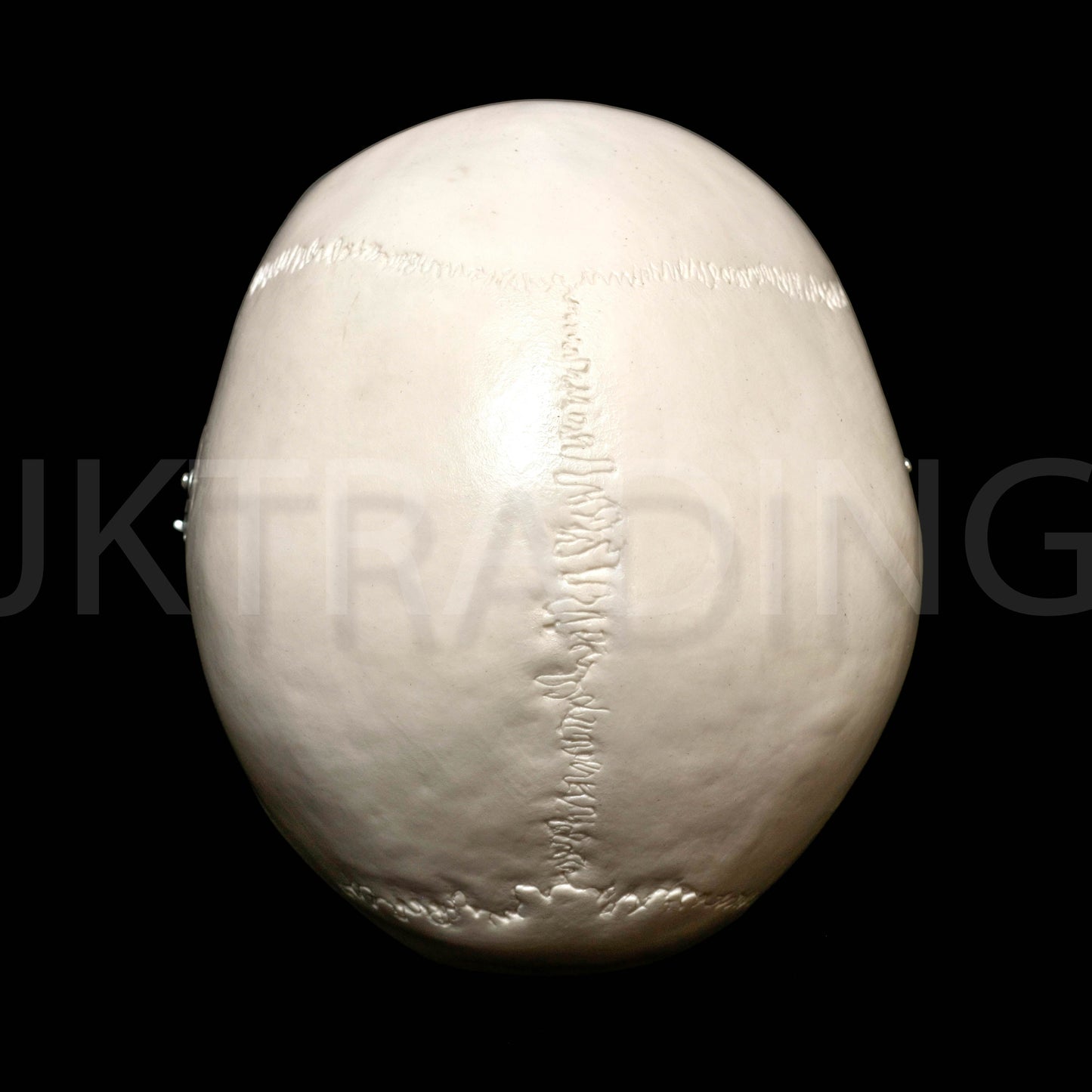Deluxe Human Skull Anatomy Model for medical and anatomy education