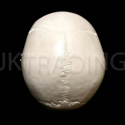 Deluxe Human Skull Anatomy Model for medical and anatomy education