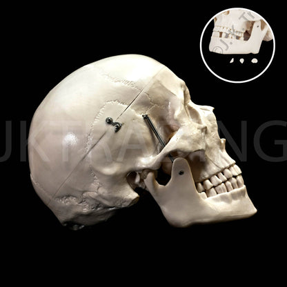 Deluxe Human Skull Anatomy Model for medical and anatomy education