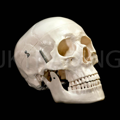 Deluxe Human Skull Anatomy Model for medical and anatomy education