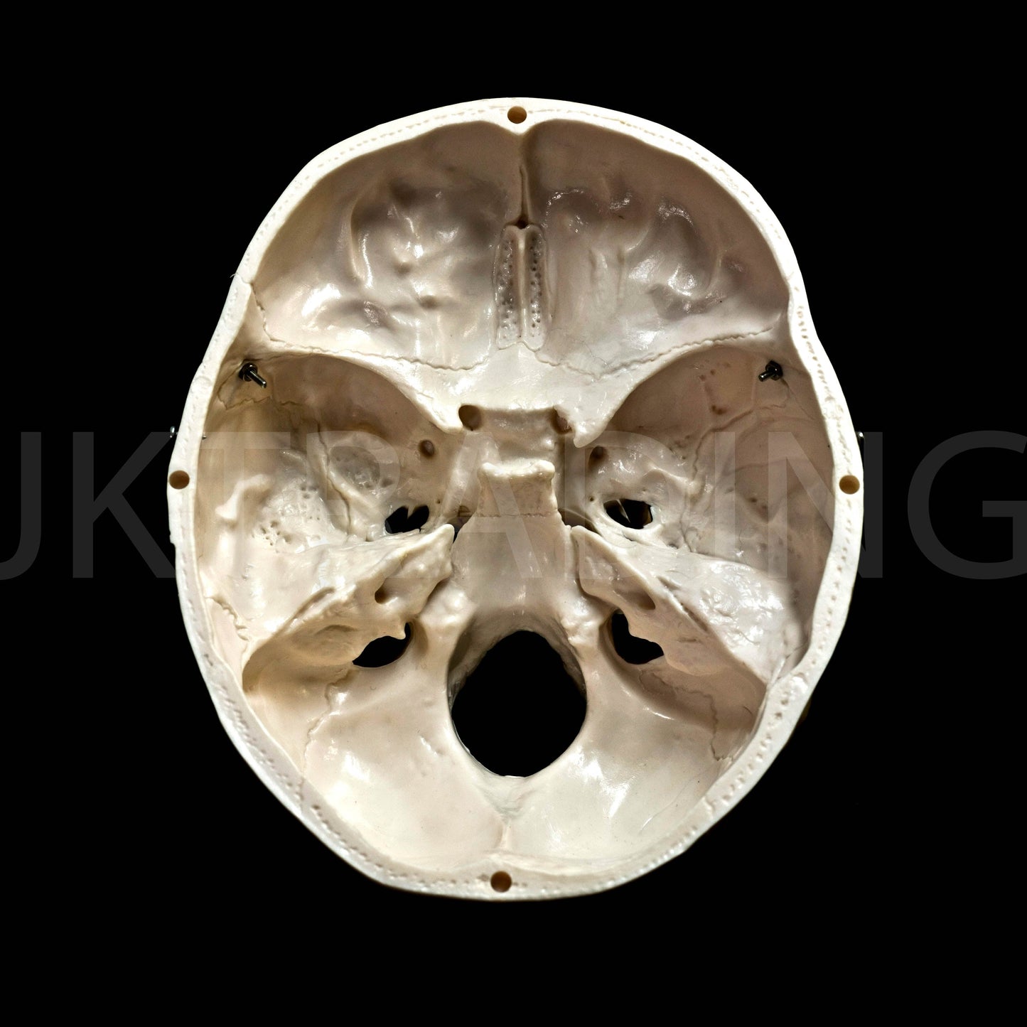 Deluxe Human Skull Anatomy Model for medical and anatomy education