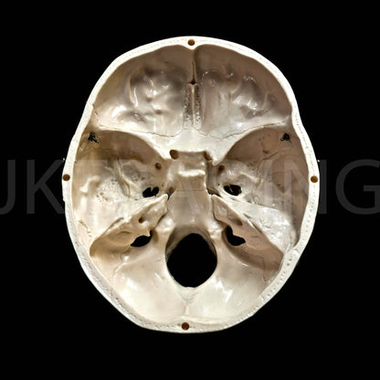 Deluxe Human Skull Anatomy Model for medical and anatomy education