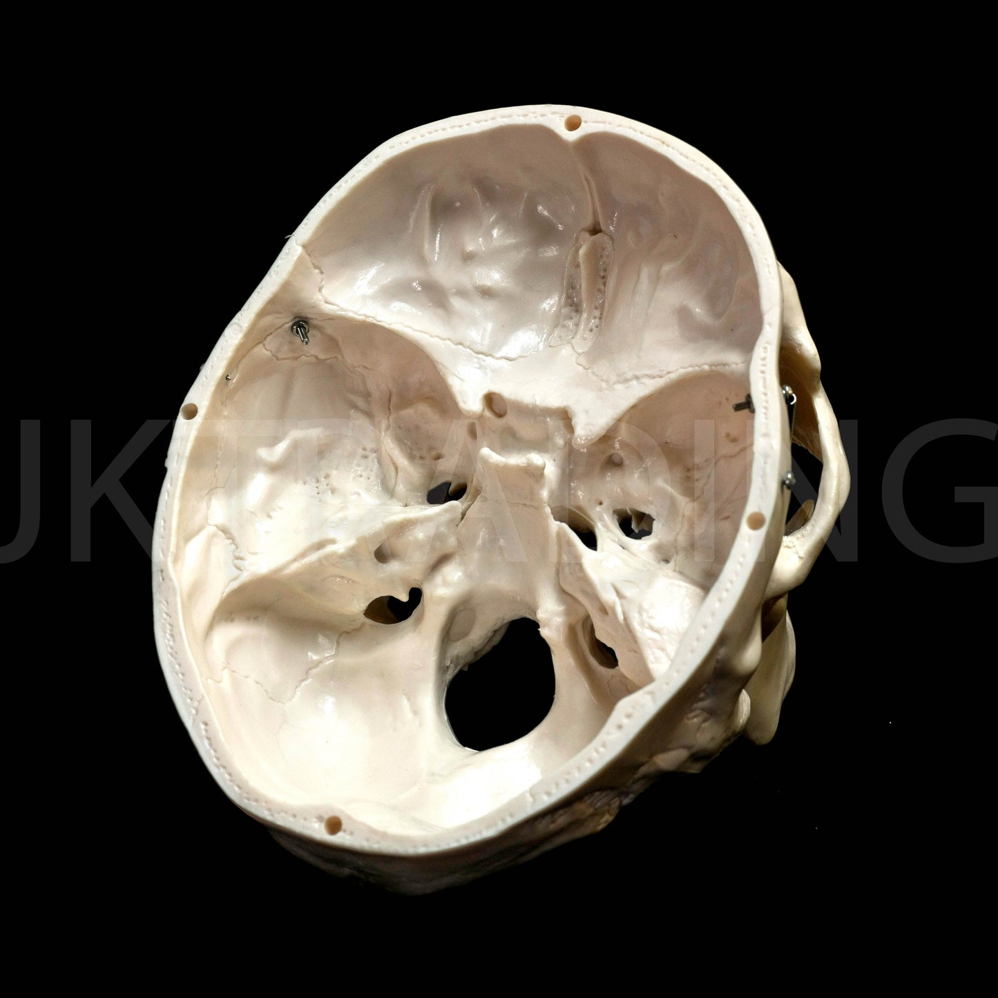 Deluxe Human Skull Anatomy Model for medical and anatomy education