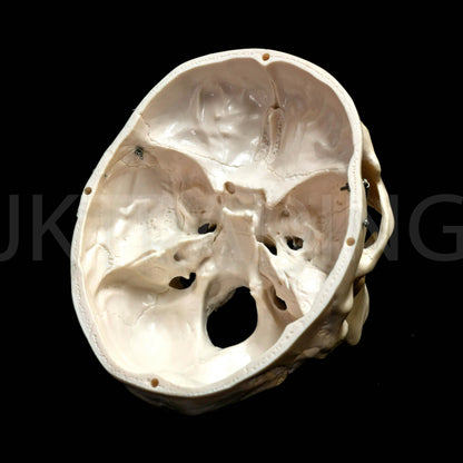 Deluxe Human Skull Anatomy Model for medical and anatomy education