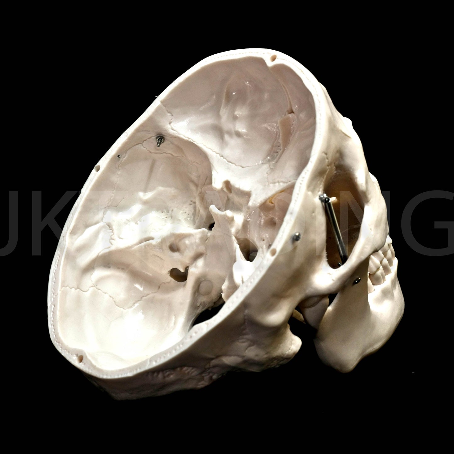 Deluxe Human Skull Anatomy Model for medical and anatomy education