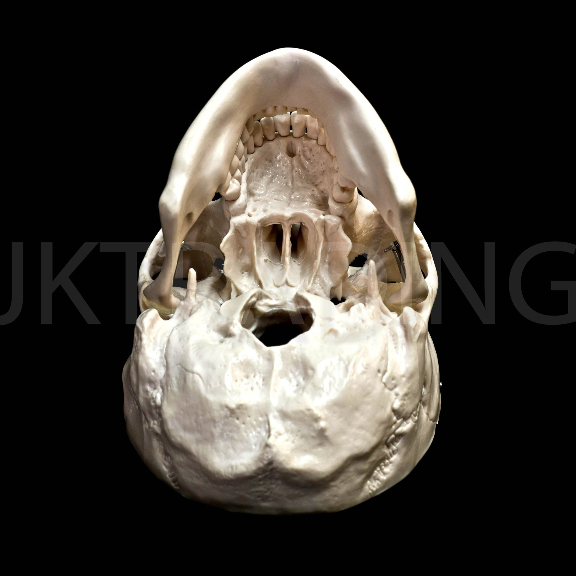 Deluxe Human Skull Anatomy Model for medical and anatomy education