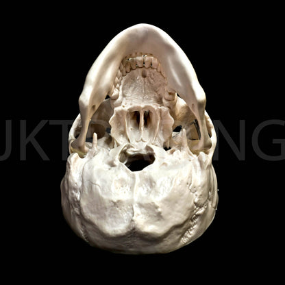Deluxe Human Skull Anatomy Model for medical and anatomy education
