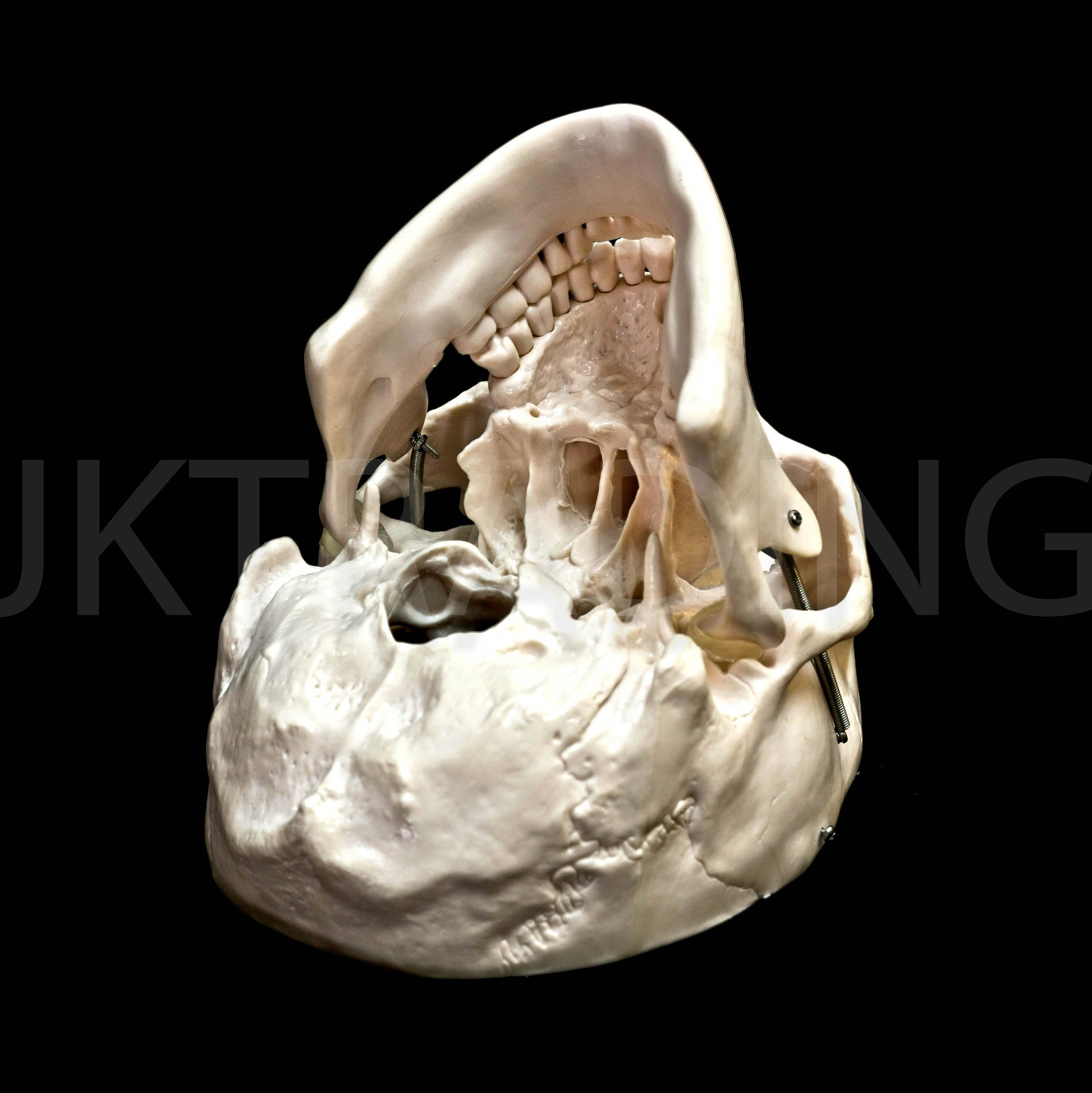 Deluxe Human Skull Anatomy Model for medical and anatomy education