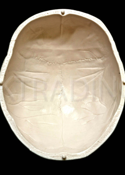 Deluxe Human Skull Anatomy Model for medical and anatomy education