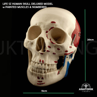 Deluxe Numbered Skull for medical and anatomy education