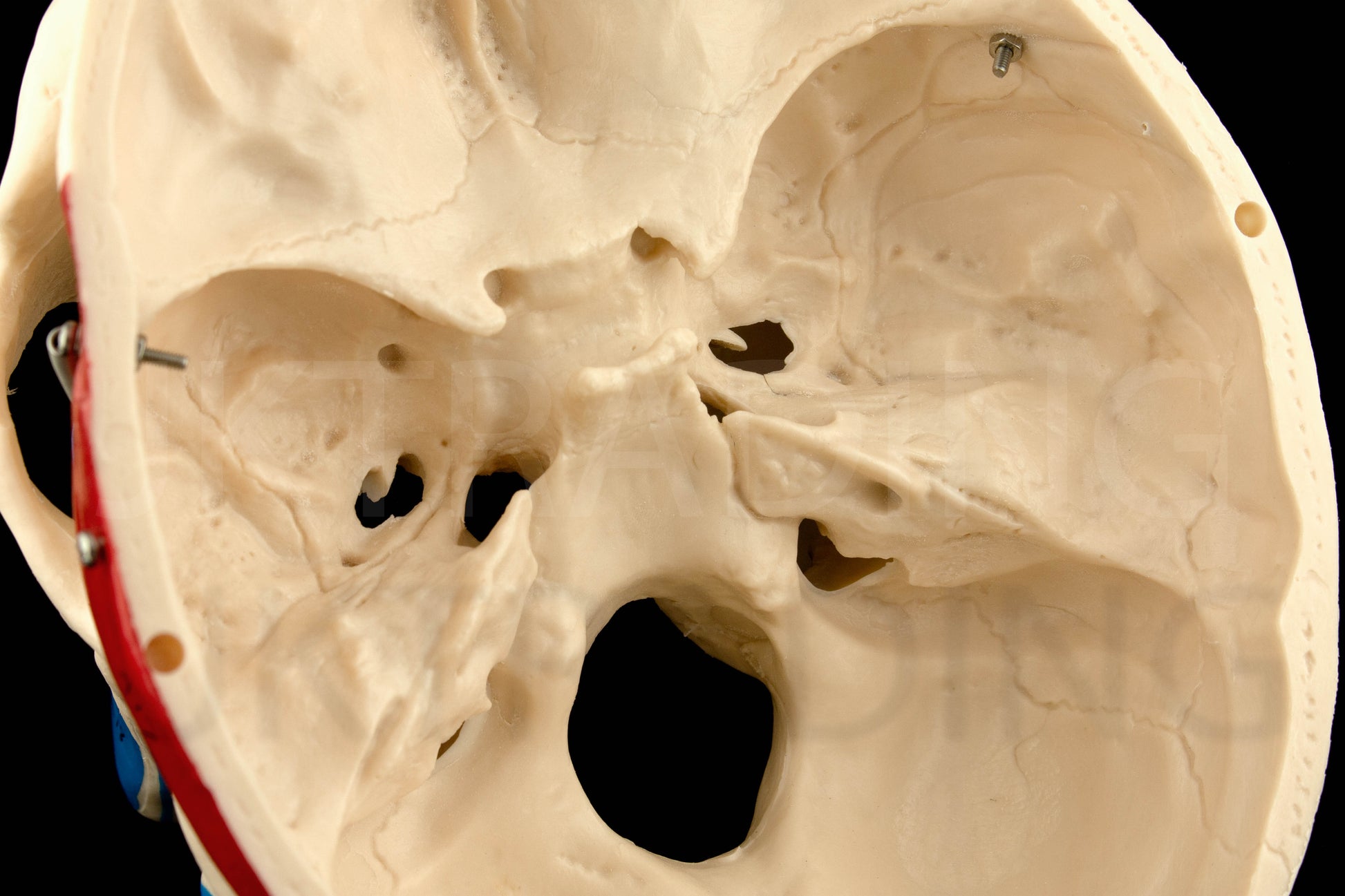 Deluxe Numbered Skull for medical and anatomy education