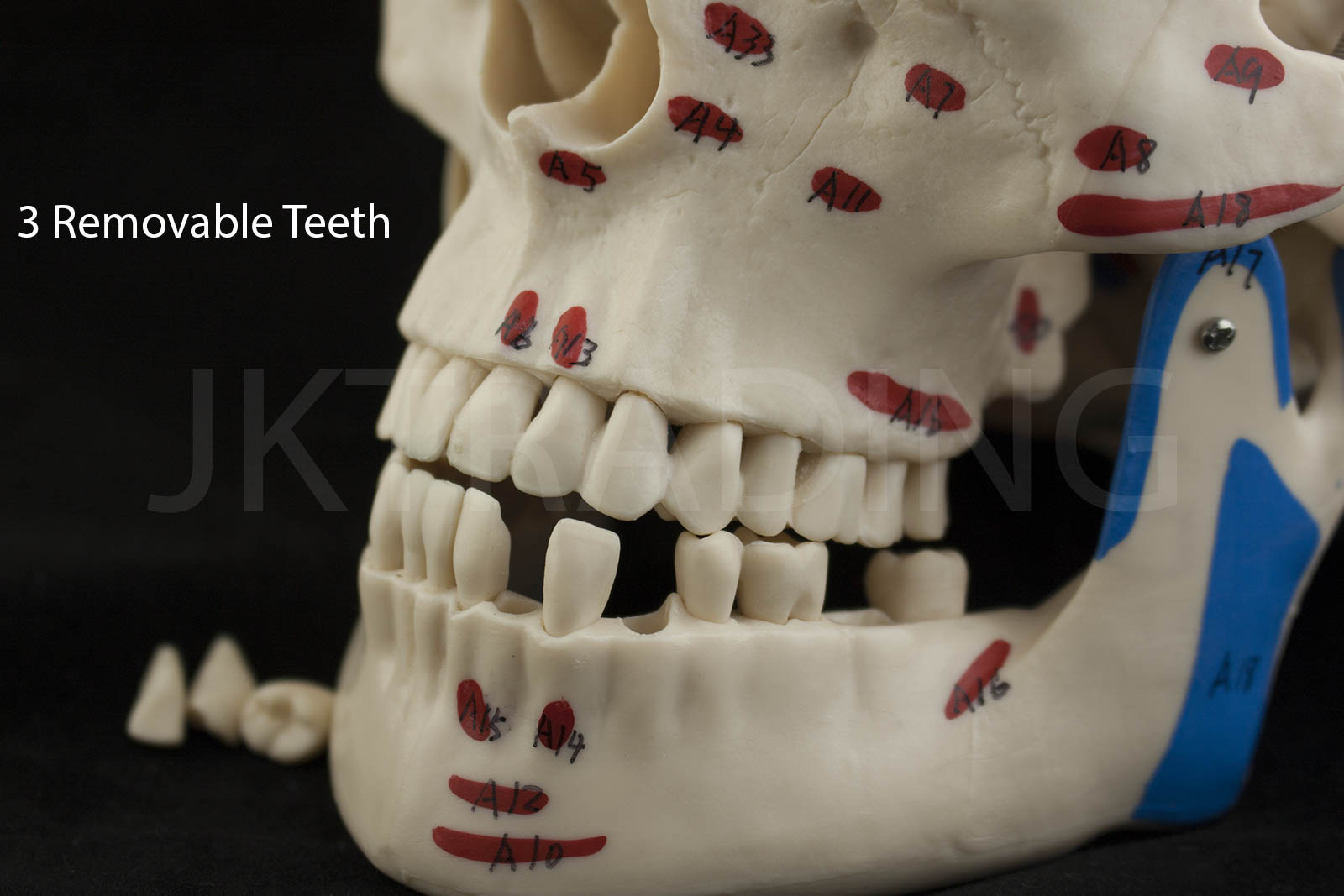 Deluxe Numbered Skull for medical and anatomy education