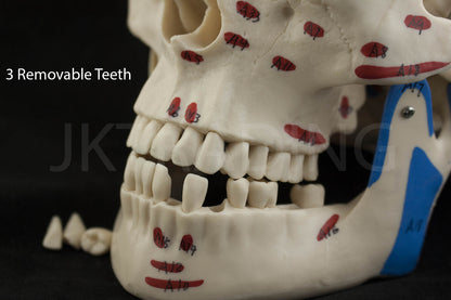 Deluxe Numbered Skull for medical and anatomy education