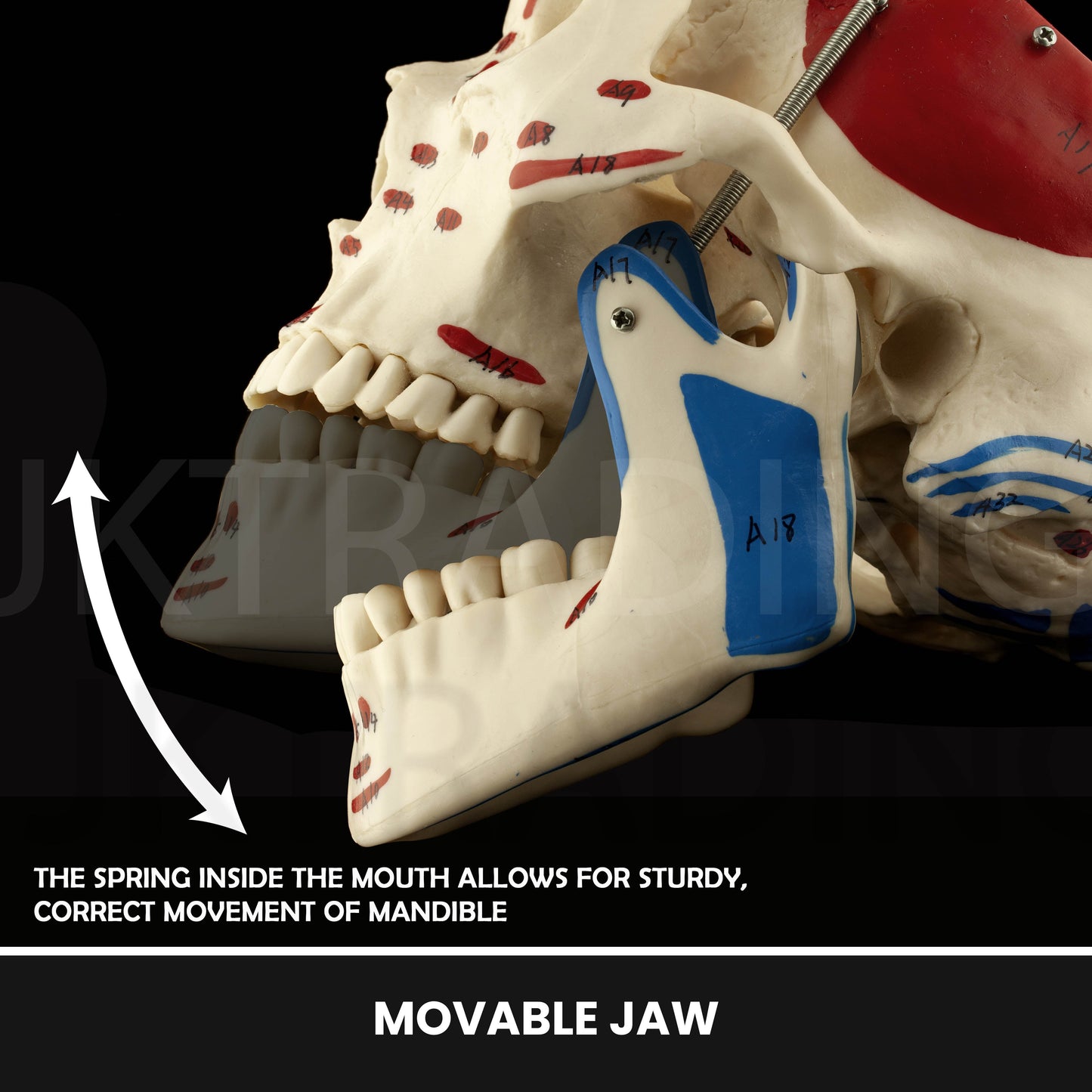 Deluxe Numbered Skull for medical and anatomy education