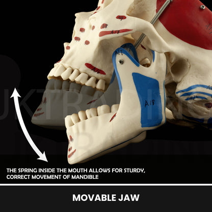 Deluxe Numbered Skull for medical and anatomy education