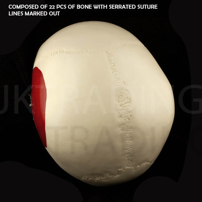 Deluxe Numbered Skull for medical and anatomy education
