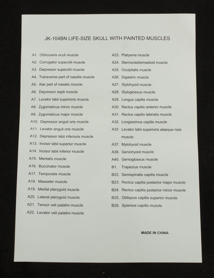 Deluxe Numbered Skull for medical and anatomy education
