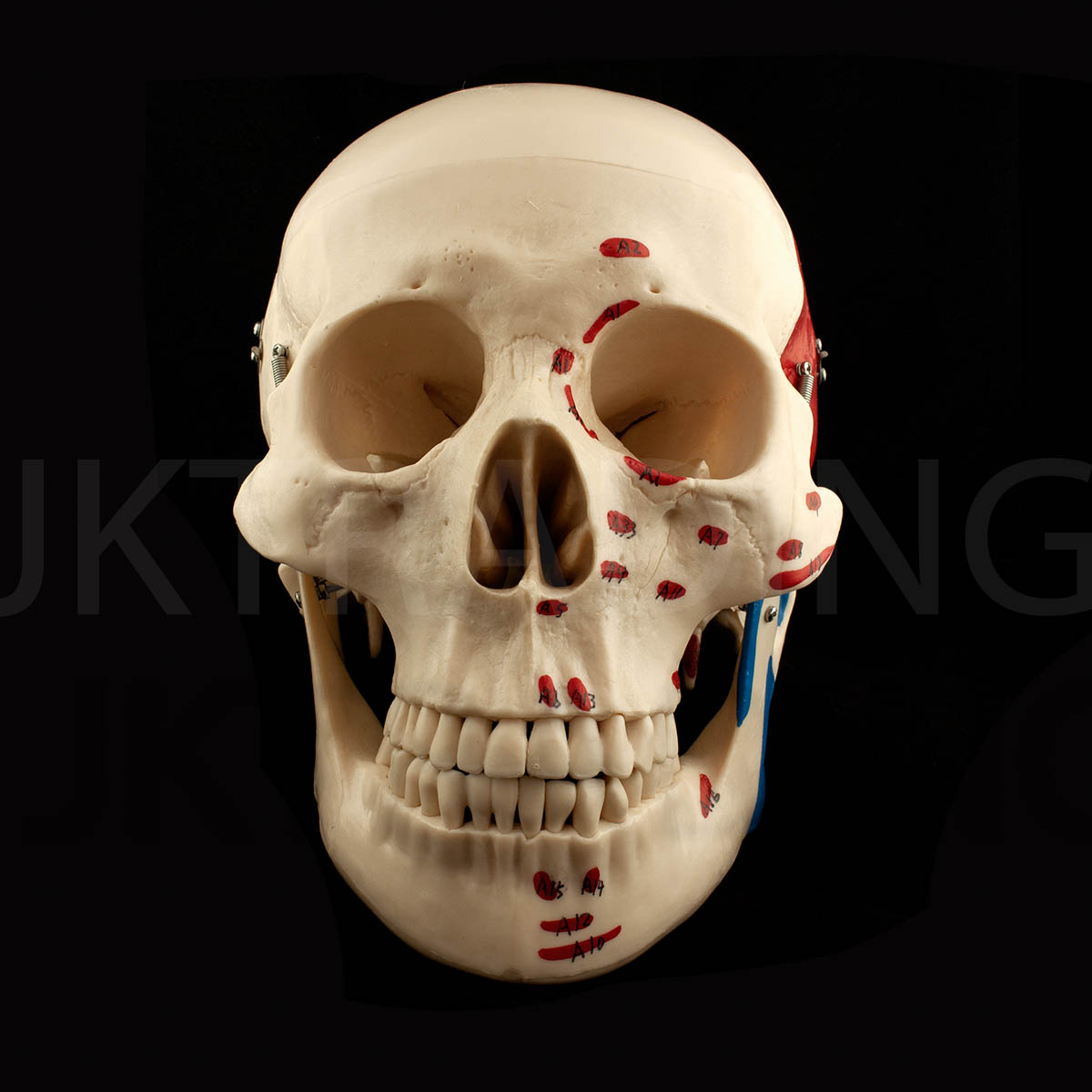 Deluxe Numbered Skull for medical and anatomy education