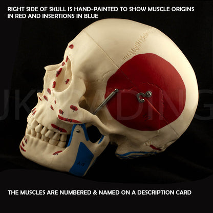 Deluxe Numbered Skull for medical and anatomy education