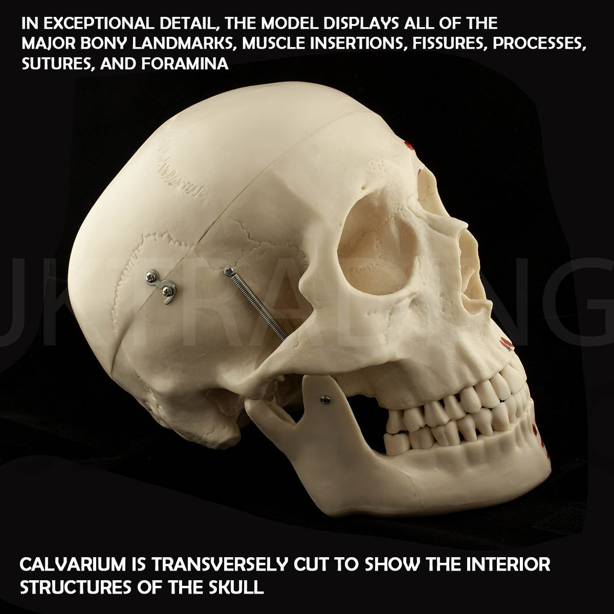 Deluxe Numbered Skull for medical and anatomy education