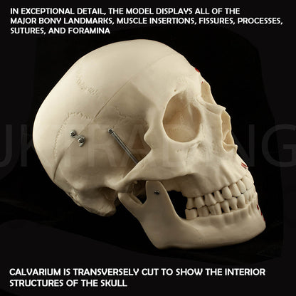 Deluxe Numbered Skull for medical and anatomy education