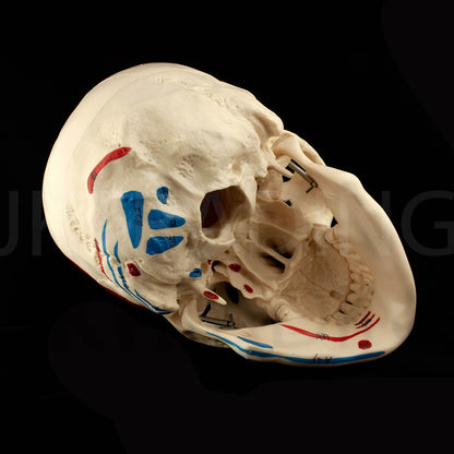 Deluxe Numbered Skull for medical and anatomy education