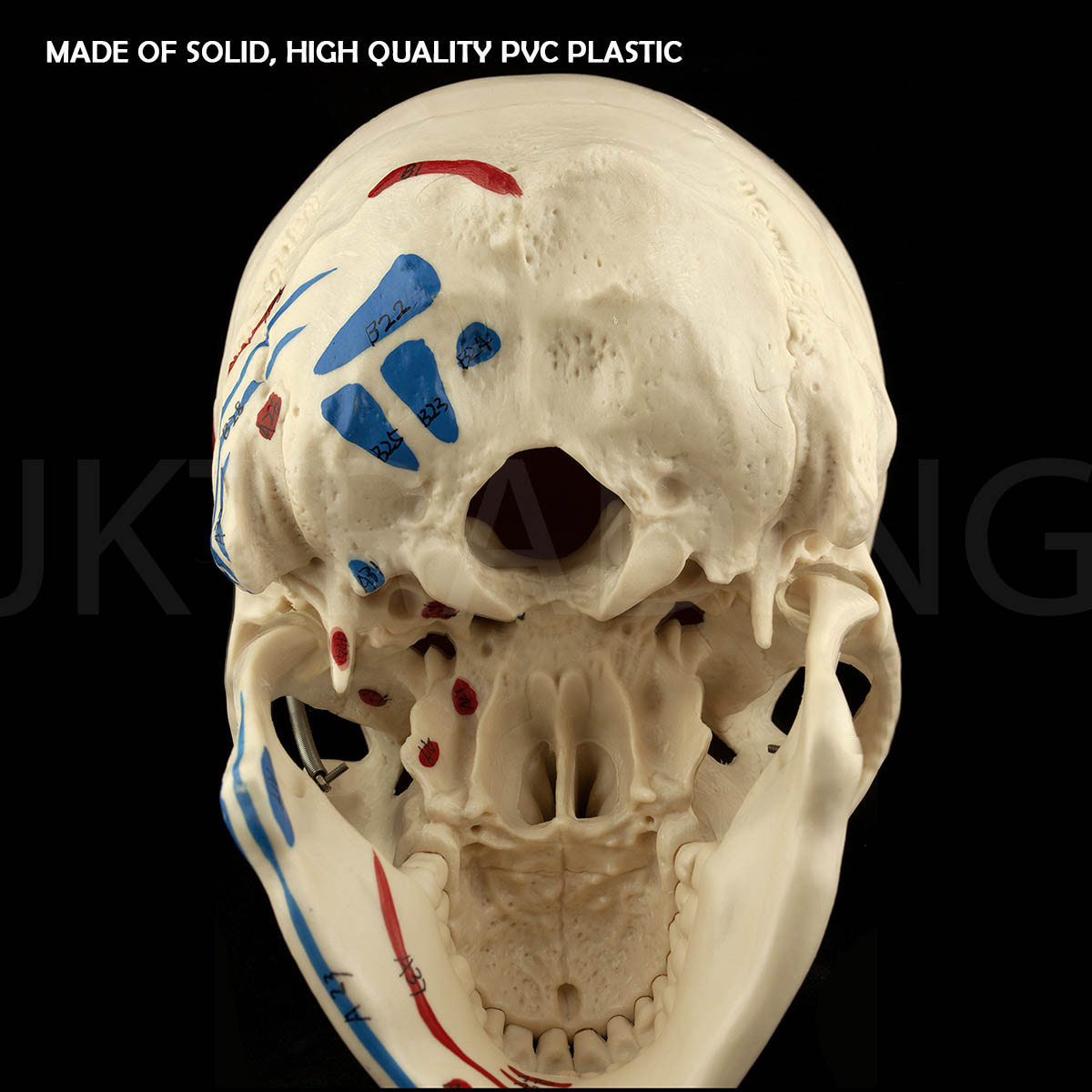 Deluxe Numbered Skull for medical and anatomy education