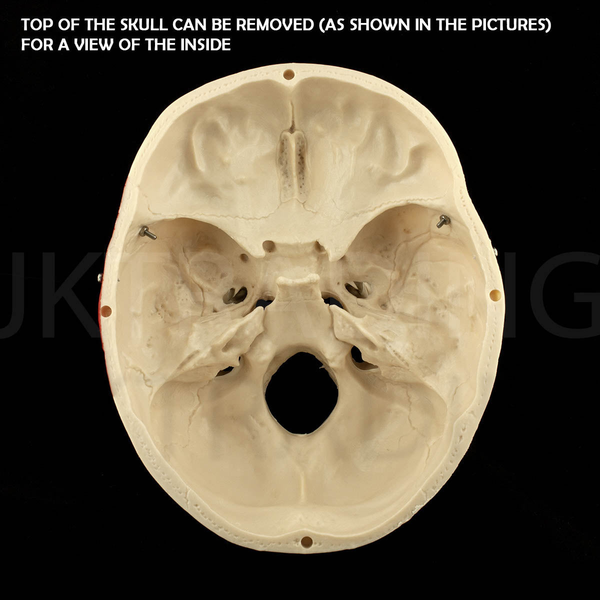 Deluxe Numbered Skull for medical and anatomy education