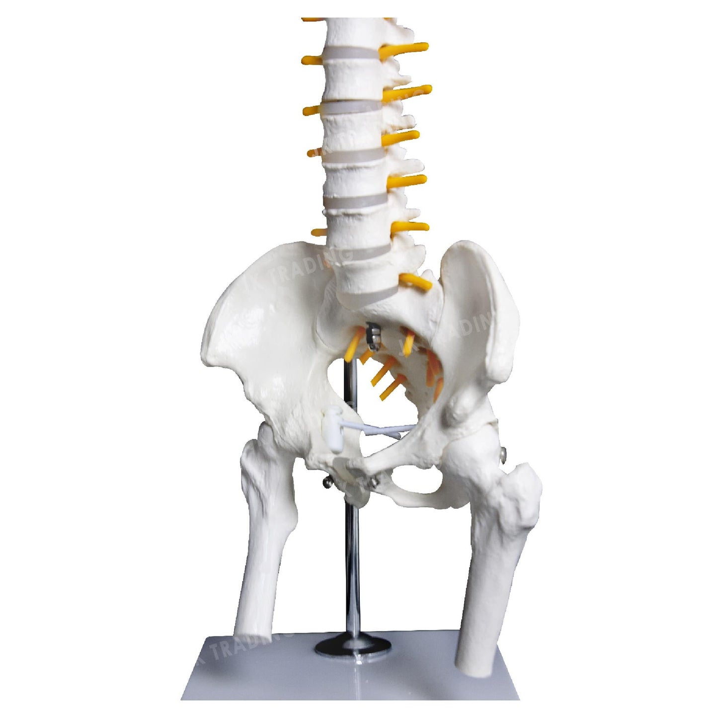 Desktop Spine Model with Pelvis & Femur for medical and anatomy education