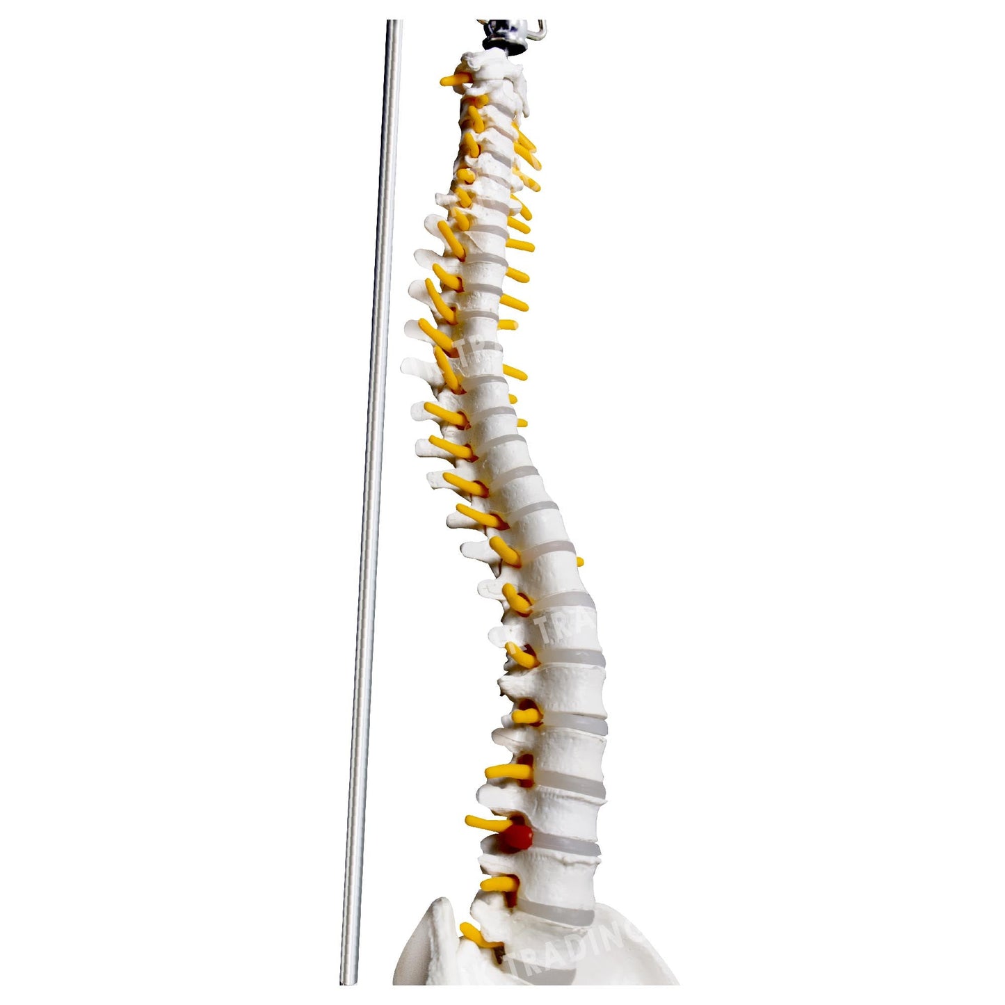 Desktop Spine Model with Pelvis & Femur for medical and anatomy education