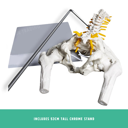 Desktop Spine Model with Pelvis & Femur for medical and anatomy education
