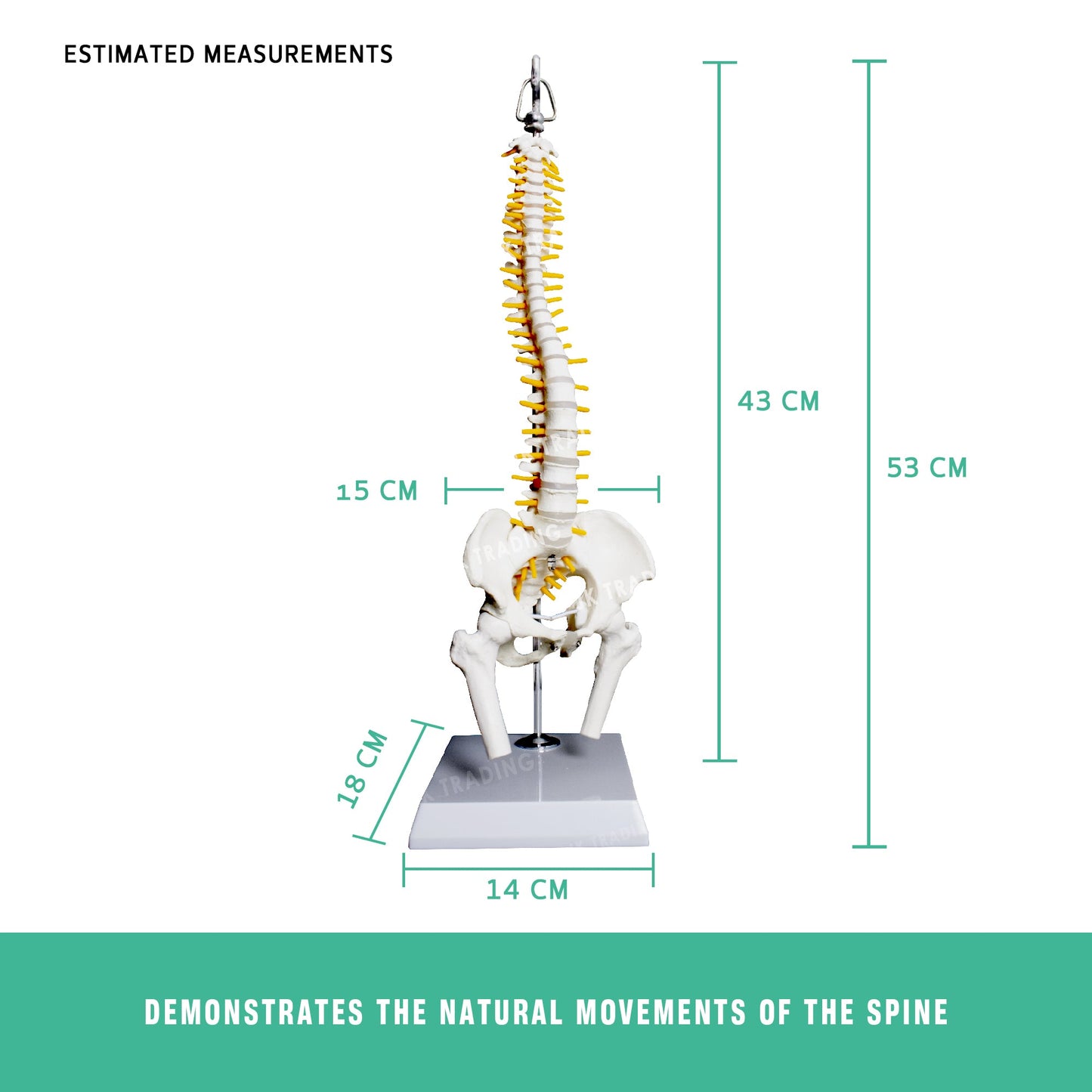 Desktop Spine Model with Pelvis & Femur for medical and anatomy education