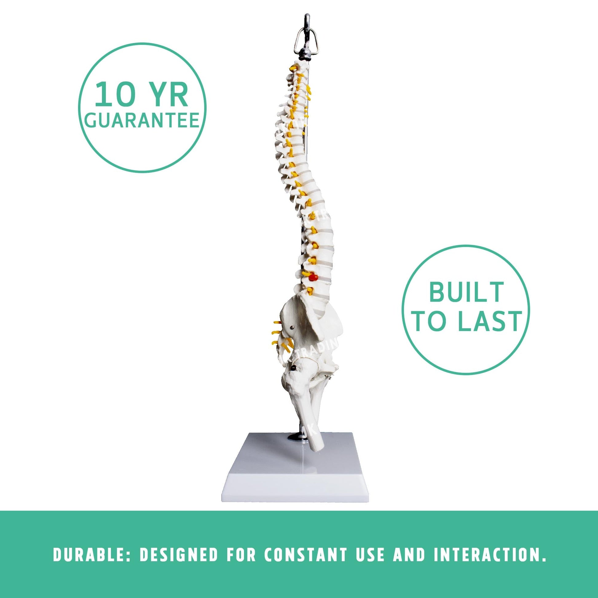 Desktop Spine Model with Pelvis & Femur for medical and anatomy education
