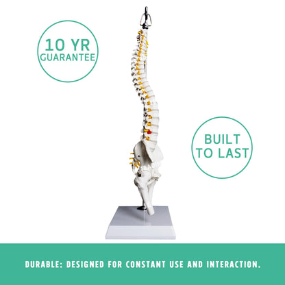 Desktop Spine Model with Pelvis & Femur for medical and anatomy education