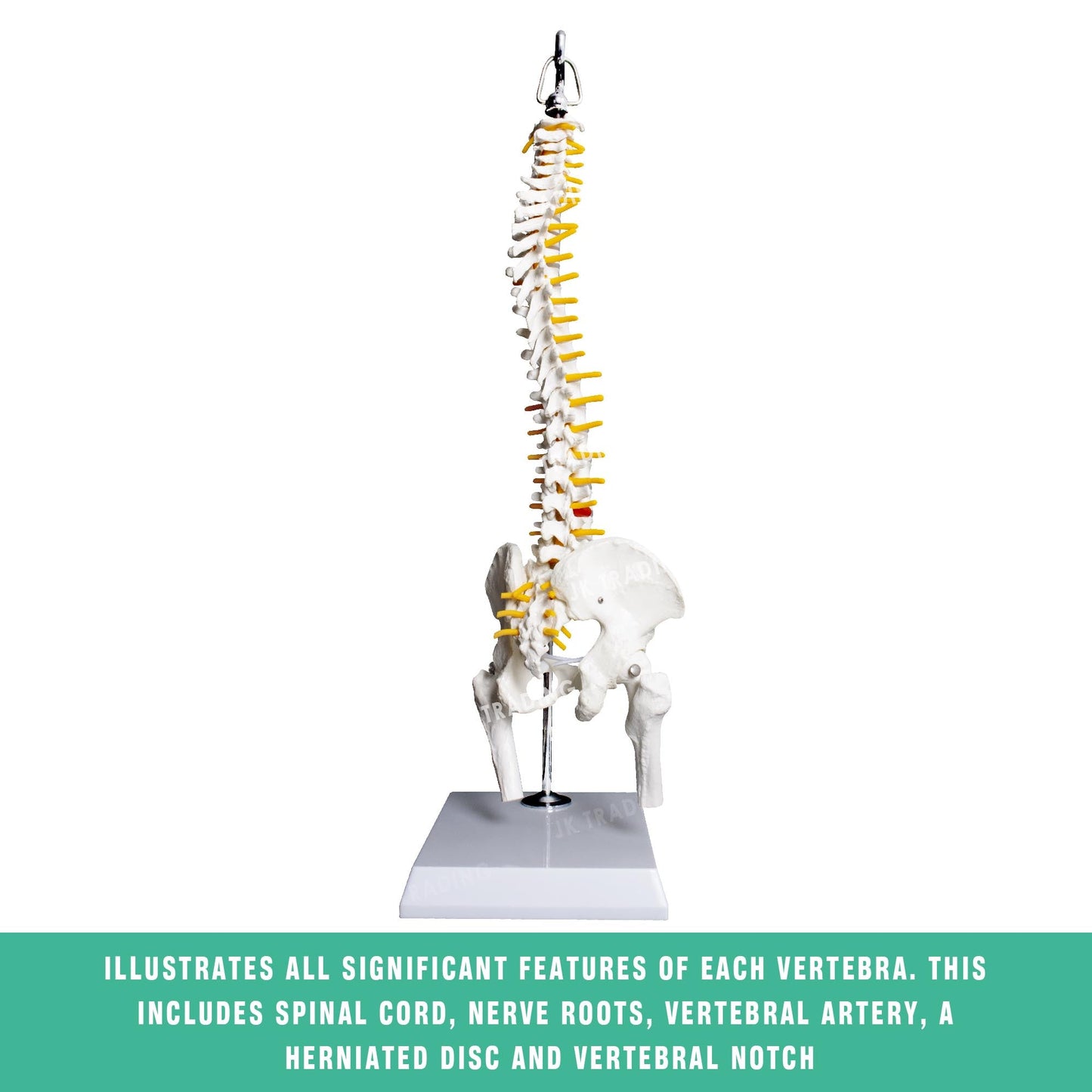 Desktop Spine Model with Pelvis & Femur for medical and anatomy education