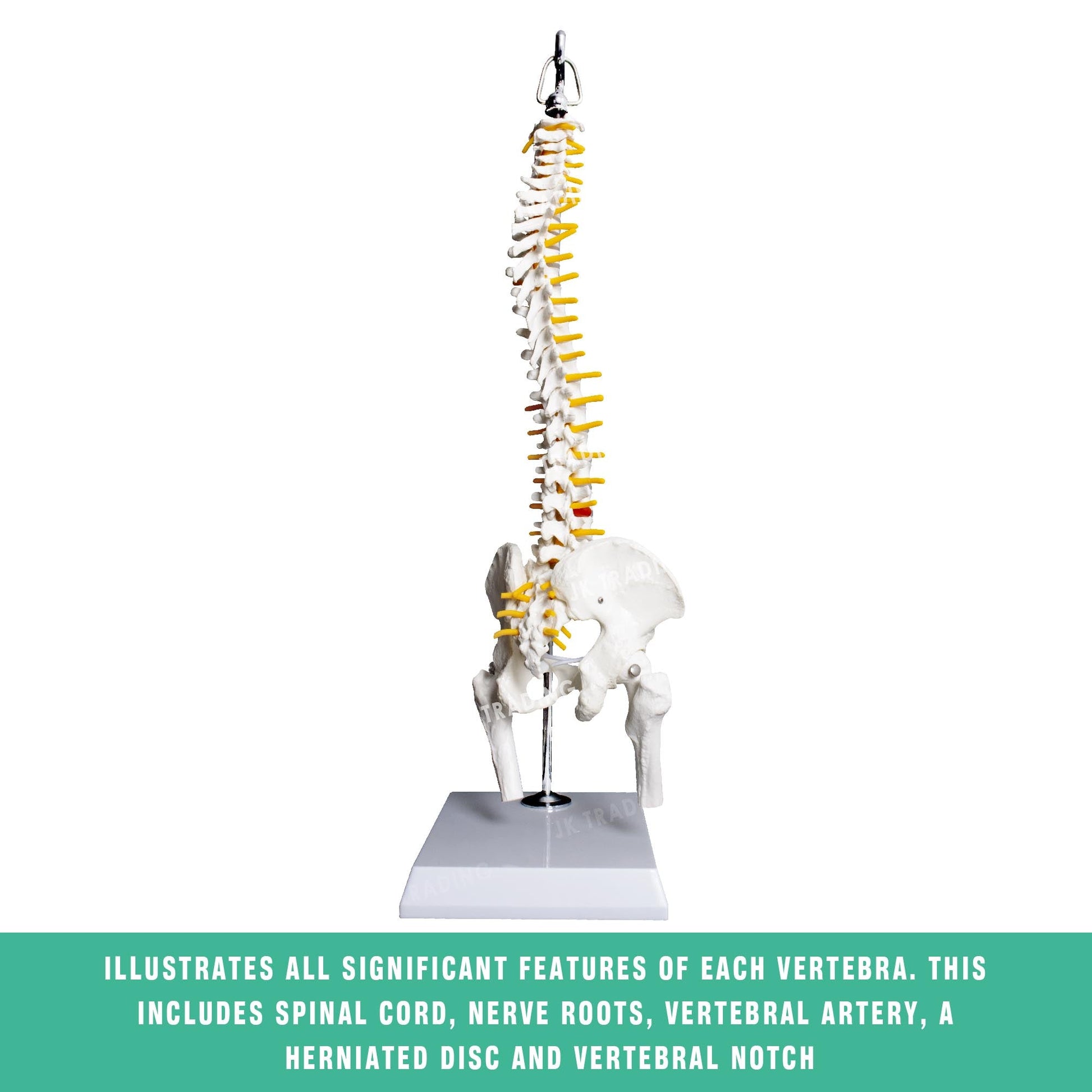 Desktop Spine Model with Pelvis & Femur for medical and anatomy education