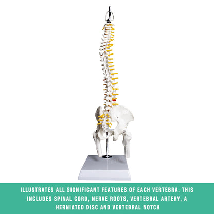 Desktop Spine Model with Pelvis & Femur for medical and anatomy education