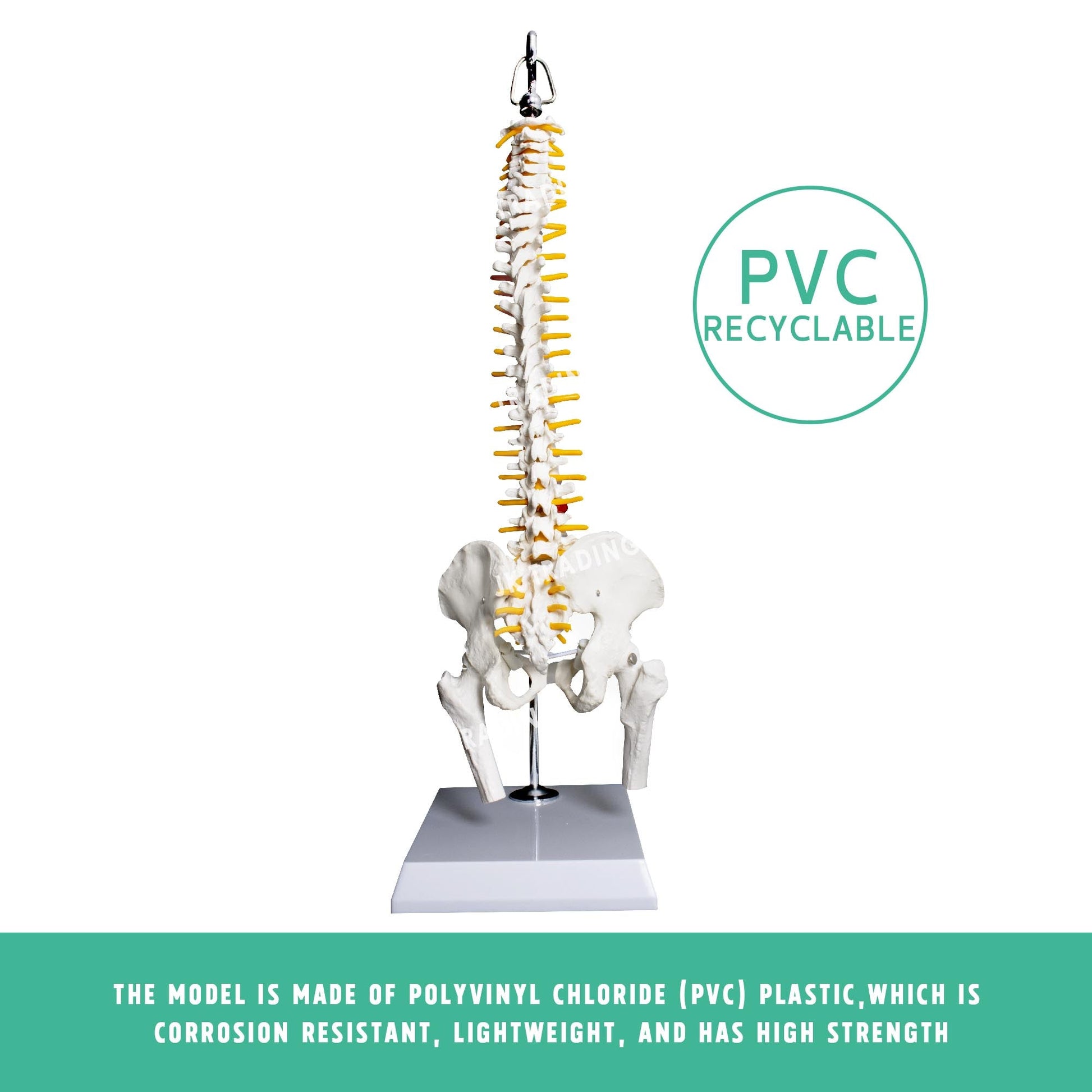 Desktop Spine Model with Pelvis & Femur for medical and anatomy education