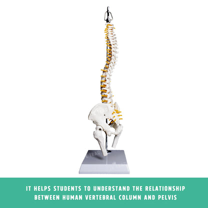 Desktop Spine Model with Pelvis & Femur for medical and anatomy education