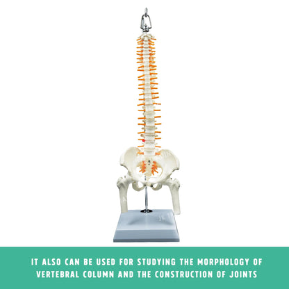 Desktop Spine Model with Pelvis & Femur for medical and anatomy education