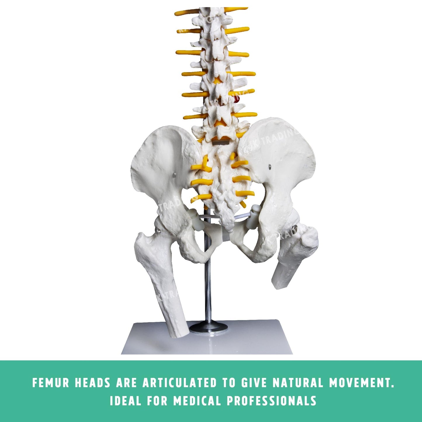 Desktop Spine Model with Pelvis & Femur for medical and anatomy education