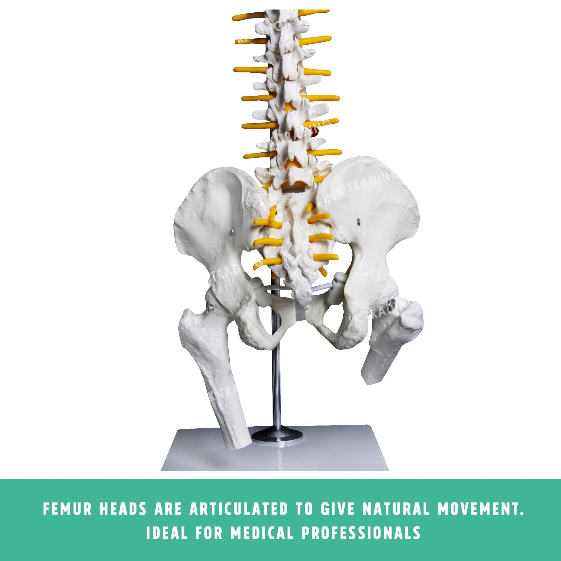 Desktop Spine Model with Pelvis & Femur for medical and anatomy education