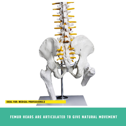 Desktop Spine Model with Pelvis & Femur for medical and anatomy education