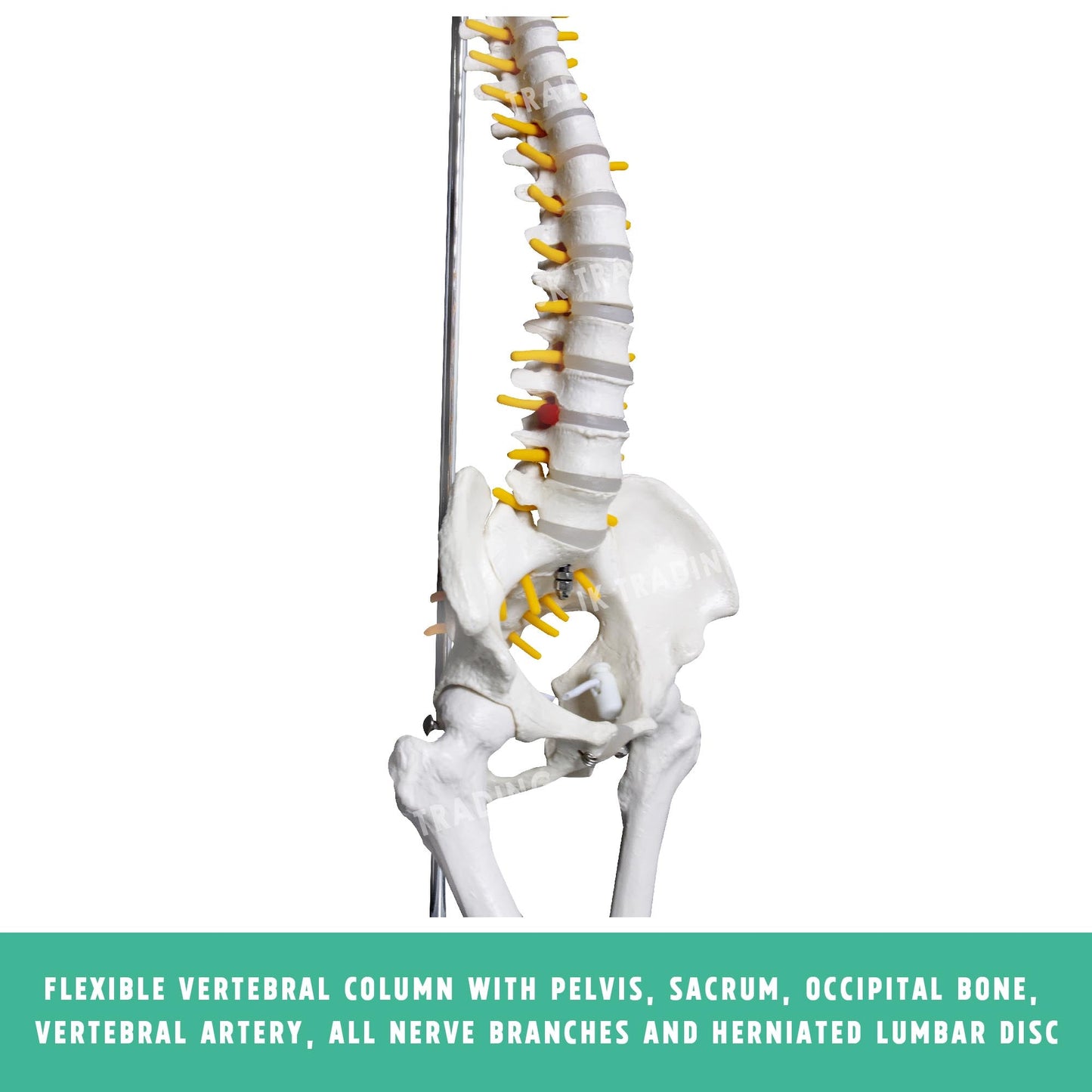 Desktop Spine Model with Pelvis & Femur for medical and anatomy education
