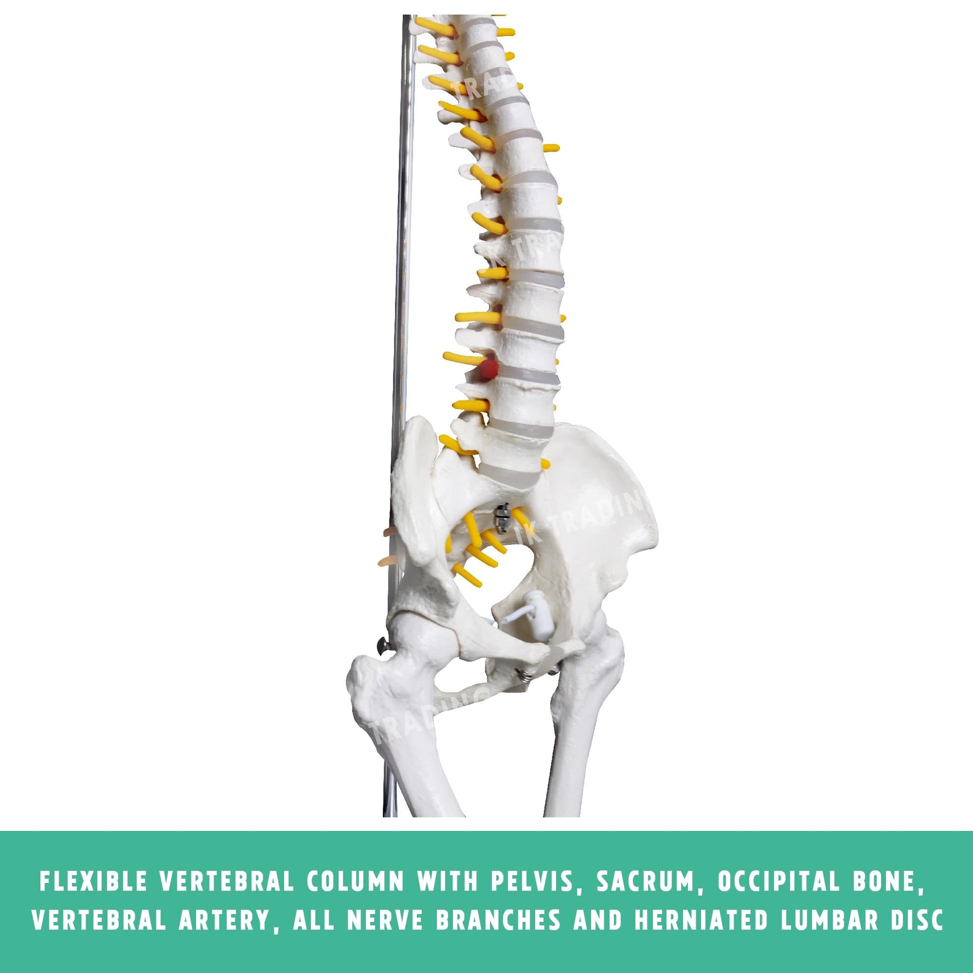 Desktop Spine Model with Pelvis & Femur for medical and anatomy education
