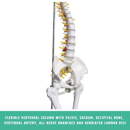 Desktop Spine Model with Pelvis & Femur for medical and anatomy education